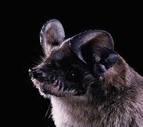 Image result for Mexican Free Tail Bat with Babies