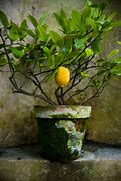 Image result for Drarf Lemon Tree in Pot