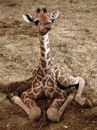 Image result for Cutest Baby Giraffe