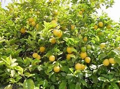 Image result for Pastels Mini Lemon Tree