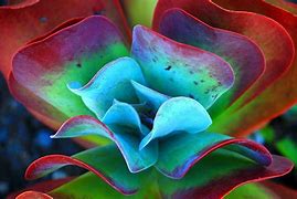 Image result for Succulent Plants Wallpaper