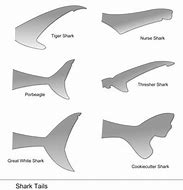 Image result for Spiky Shark Tail Art