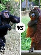 Image result for Chimpanzee vs Orangutan