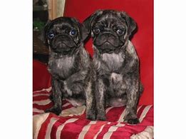 Image result for Pug Puppies Brindle