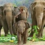 Image result for Smiling Baby Elephant