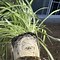 Image result for Do Spider Plants Flower