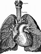 Image result for Lung Asthetic