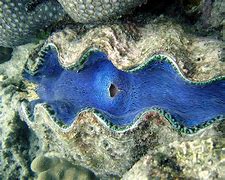 Image result for Mutated Giant Clam