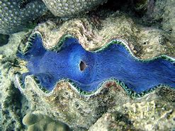 Image result for Beautiful Giant Clam