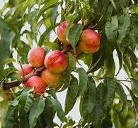 Image result for Nectarine Tree Diseases