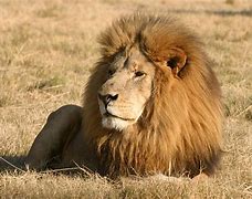 Image result for Lion Skin Crystal