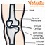 Image result for Human Body Joints