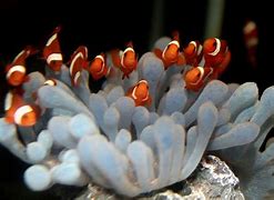 Image result for Clownfish Fry Food