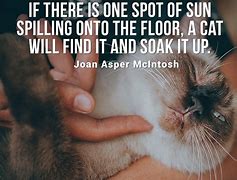 Image result for Cat Rain Quote