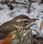 Image result for Red Willow Pie Bird