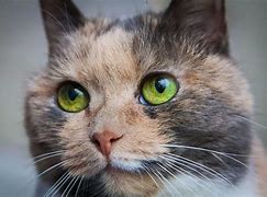 Image result for Cat Skin Diseases Infections