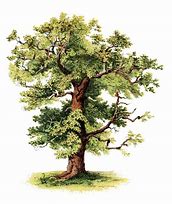 Image result for Tree Pictures Clip Art