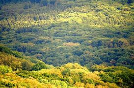 Image result for Thick Forest Dnd