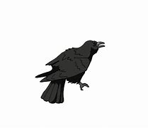 Image result for Crazy Crow GIF