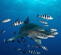 Image result for Pilot Fish