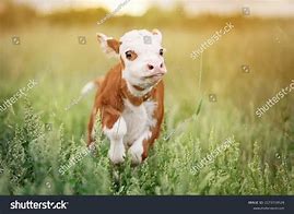 Image result for Calf Baby Cow