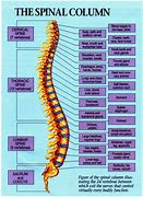 Image result for Spinal Chart Hand Out