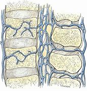 Image result for Vertebral Venous Plexus