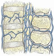 Image result for Venous Plexuses