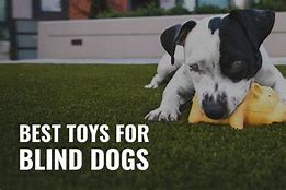 Image result for Toys for Blind Dogs