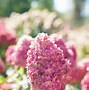 Image result for Hydrangea Pan Limelight Prime