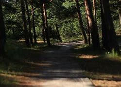 Image result for Wood Path Beach