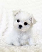 Image result for Black Teacup Maltese