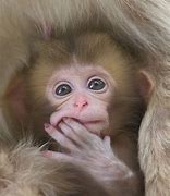 Image result for Baby Monkey G