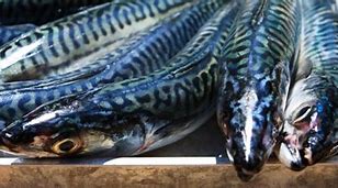 Image result for Florida Mackerel