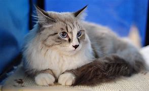 Image result for Maine Coon Cat