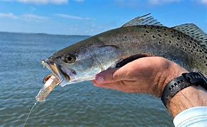 Image result for Artificial Shrimp Lures