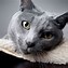 Image result for Russian Blue Lightning Blaze Variegated Rat