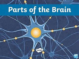 Image result for 12 Parts of the Brain