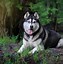 Image result for Husky Dog Background