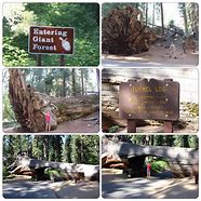 Image result for Sequoia National Park Entrance