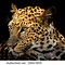 Image result for Leopard Front