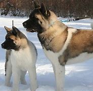 Image result for Akita AKC