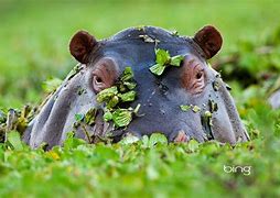 Image result for Hippo Background