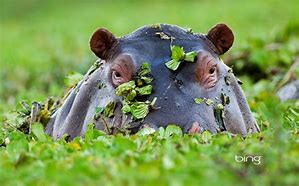 Image result for Hippo Background