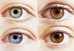 Image result for Eye Color