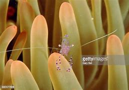 Image result for Shrimp Antennae