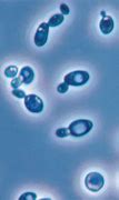 Image result for Dry Saccharomyces Cerevisiae