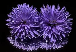 Image result for Dark Purple Flower Names