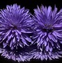 Image result for Dark Purple Flower Names