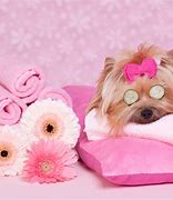 Image result for Dog Spa Pics